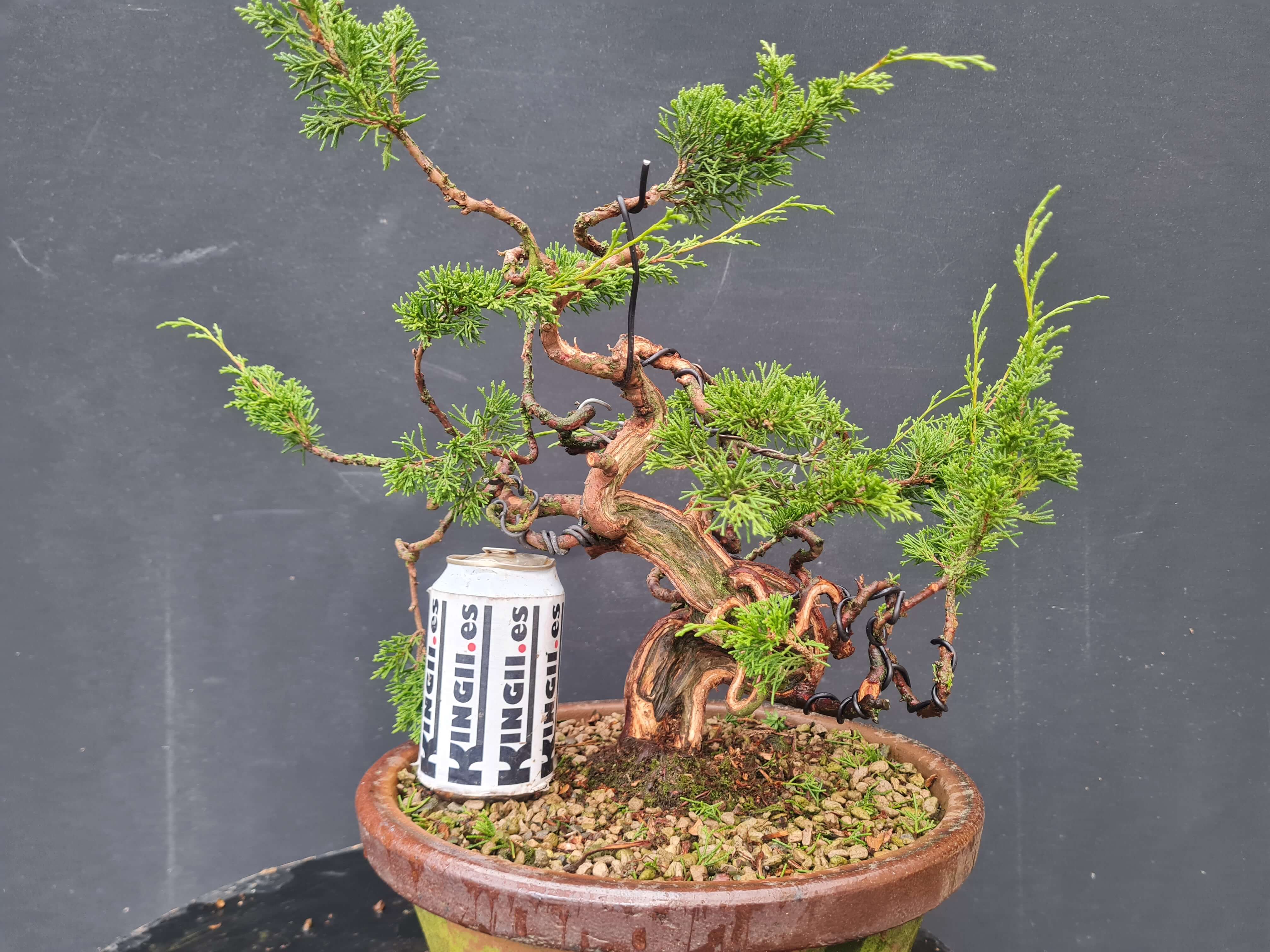 Herramientas – Kingii Bonsai